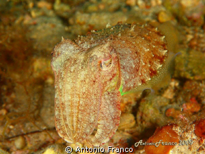 sepia officinalis by Antonio Franco 